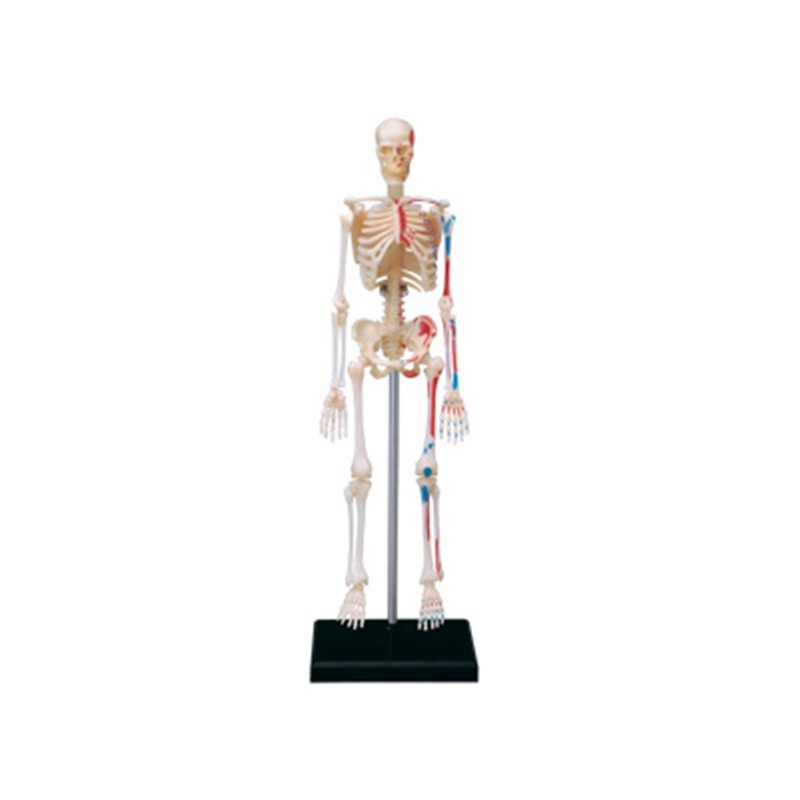 Medical Lab Assistant - 4d Human Full Skeleton Anatomy Model
