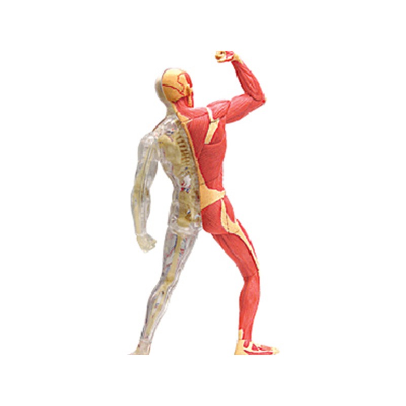 4d Master Human Muscle Skeleto - Medical Lab Assistant 评论和价格
