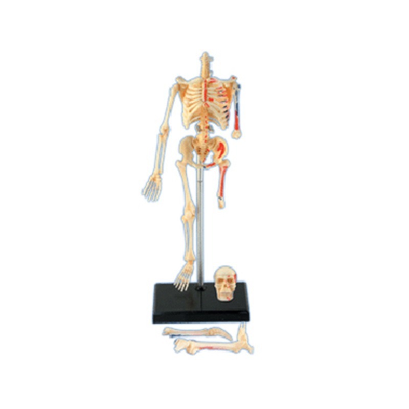 4d Human Full Skeleton Anatomy - Medical Lab Assistant 评论和价格