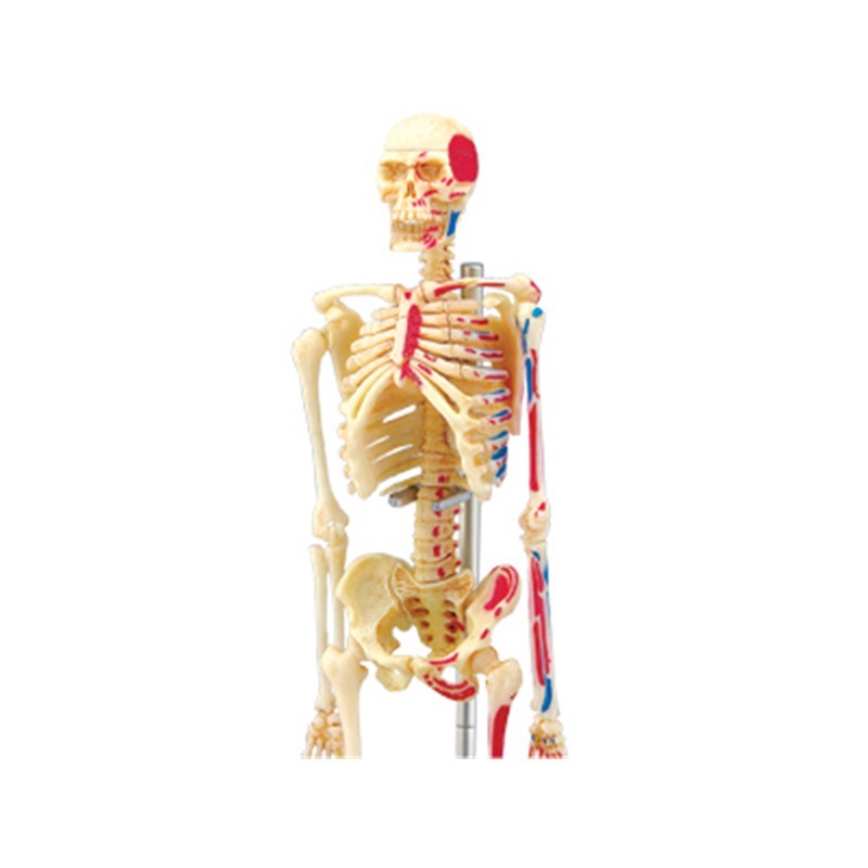 4d Human Full Skeleton Anatomy - Medical Lab Assistant 评论和价格