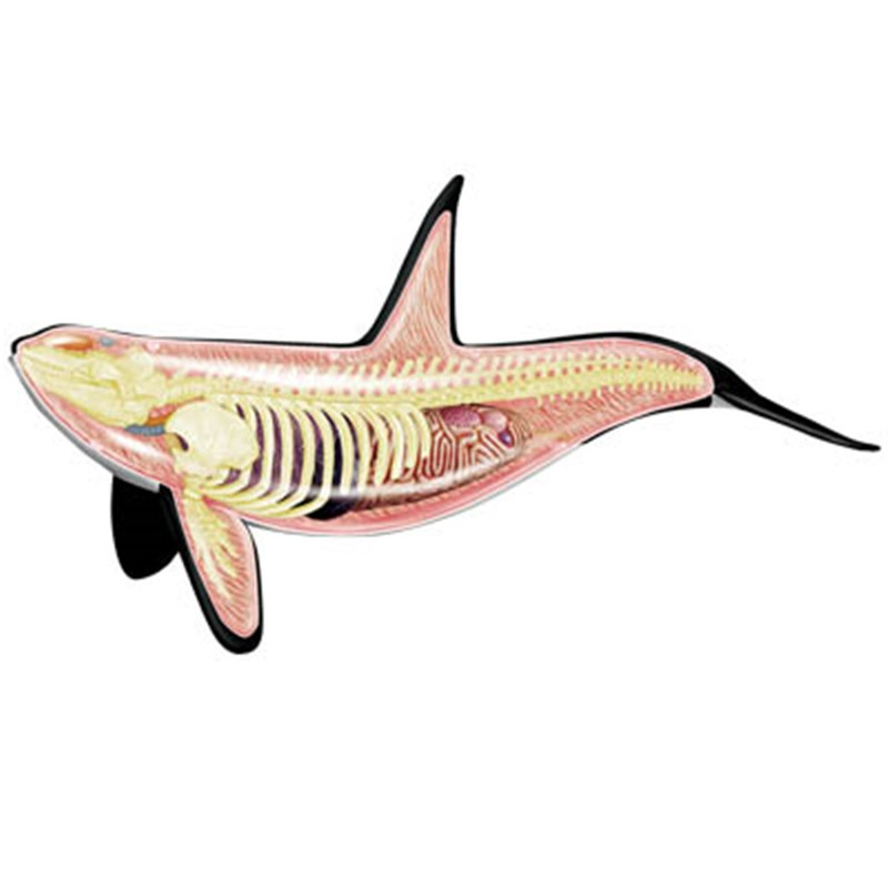 4D Vision Orca Whale Skeleton  - Medical Lab Assistant 评论和价格
