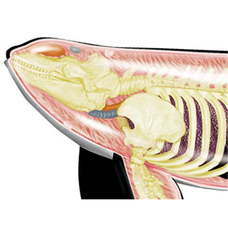 4D Vision Orca Whale Skeleton  - Medical Lab Assistant 评论和价格